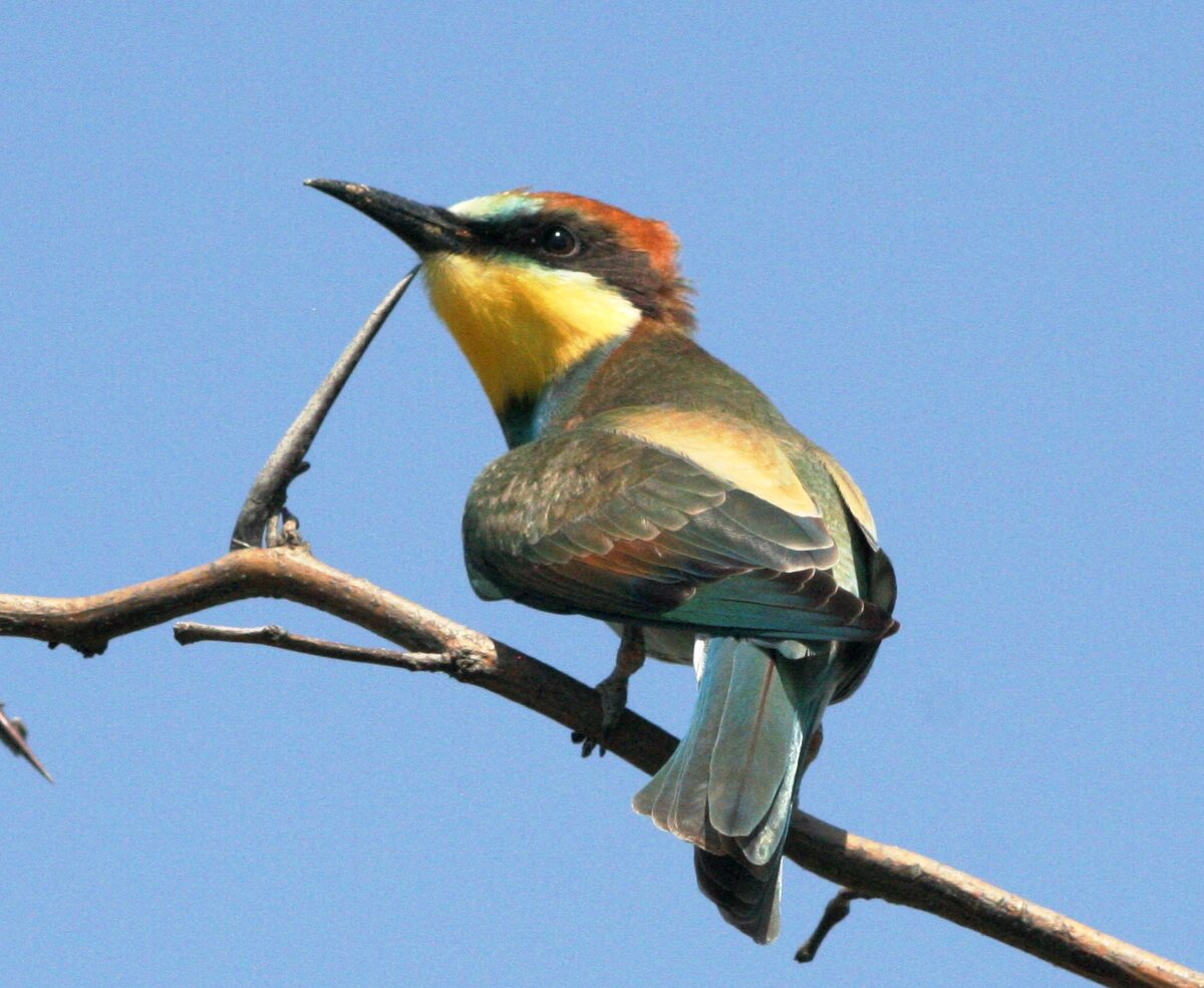 маленькие птички в ставрополе. певчие птицы ставрополья. сойка сизоворонка. птицы ставрополья. птицы ставрополья.