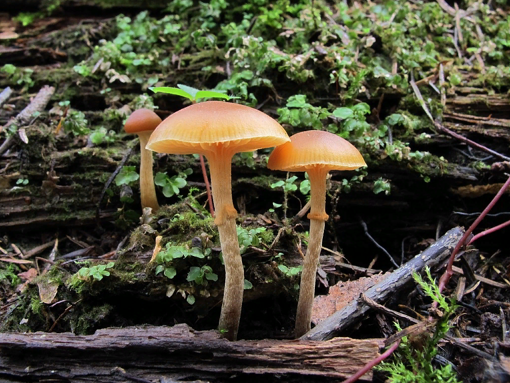 Средние грибы. Galerina marginata. Галерина поганка. Галерина окаймленная Galerina marginata Карпов. Отравление галериной окаймленной.