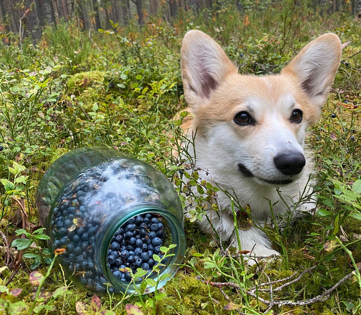 суоярви сбор ягод. голубика брусника клюква.
