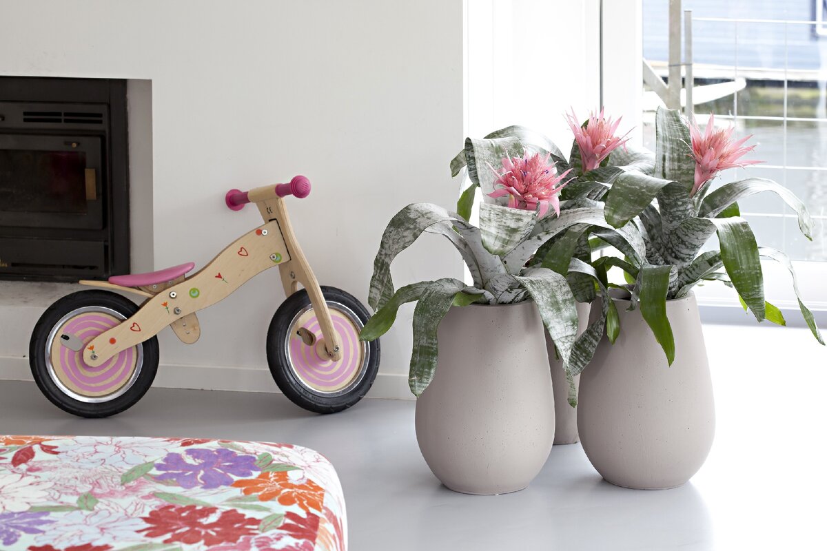 Эхмея сверкающая защищает от завистливых и жадных людей. Цветок - покровитель знака Овен.