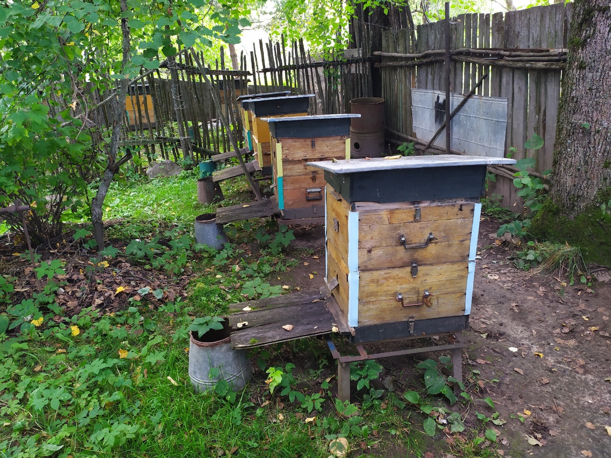 Пчёлы пойдут на зимовку на 2 корпусах