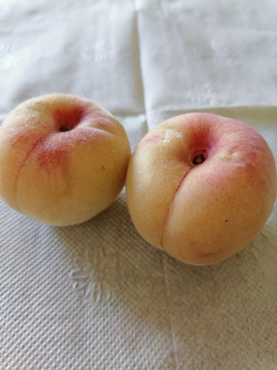 Персик Московский карлик. Фото из личного архива