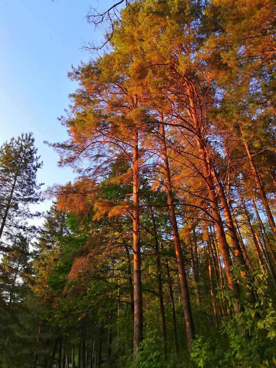 В наших душах протекают такие же сезоны, как и в природе. Фото автора