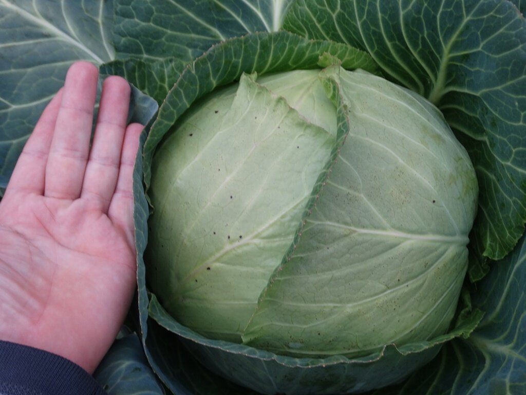 Один из самых мощных кочанов этого 2020 года