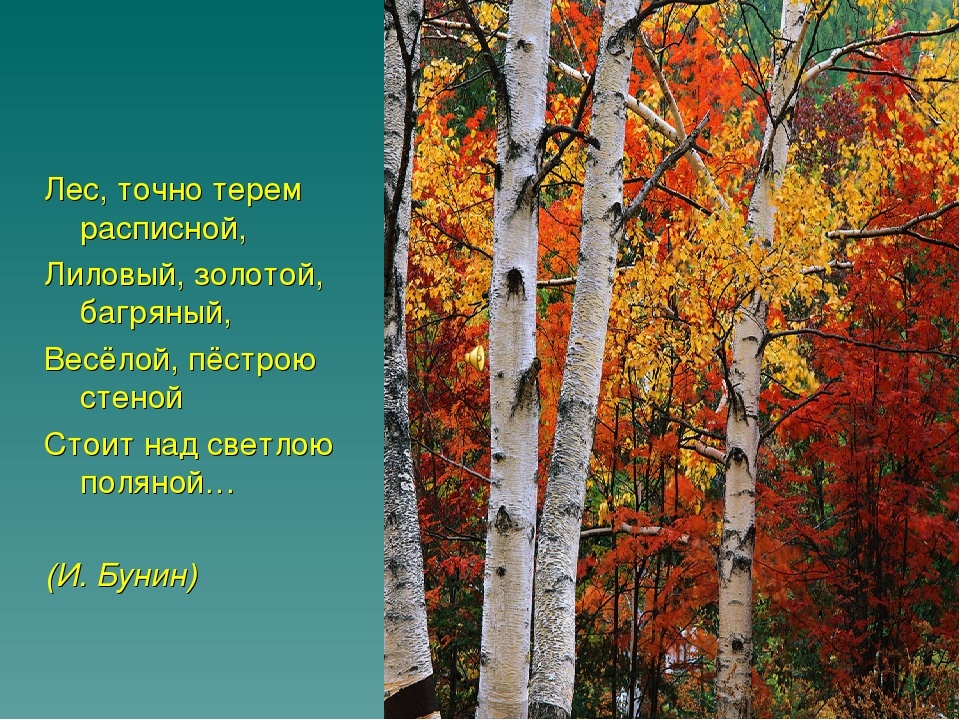 Изображение из интернета.