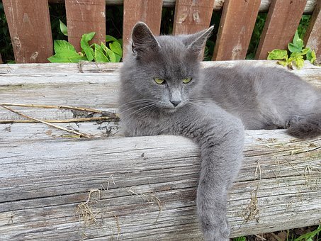 https://cdn.pixabay.com/photo/2020/04/28/11/13/cat-5103993__340.jpg