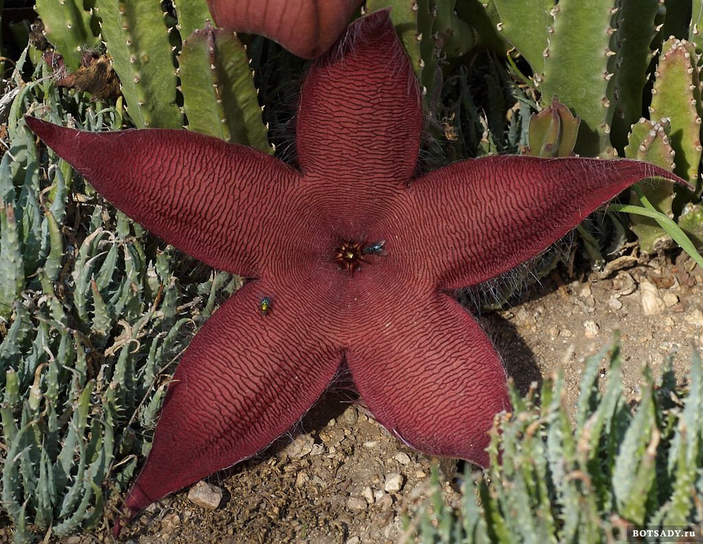 Stapelia flavopurpurea