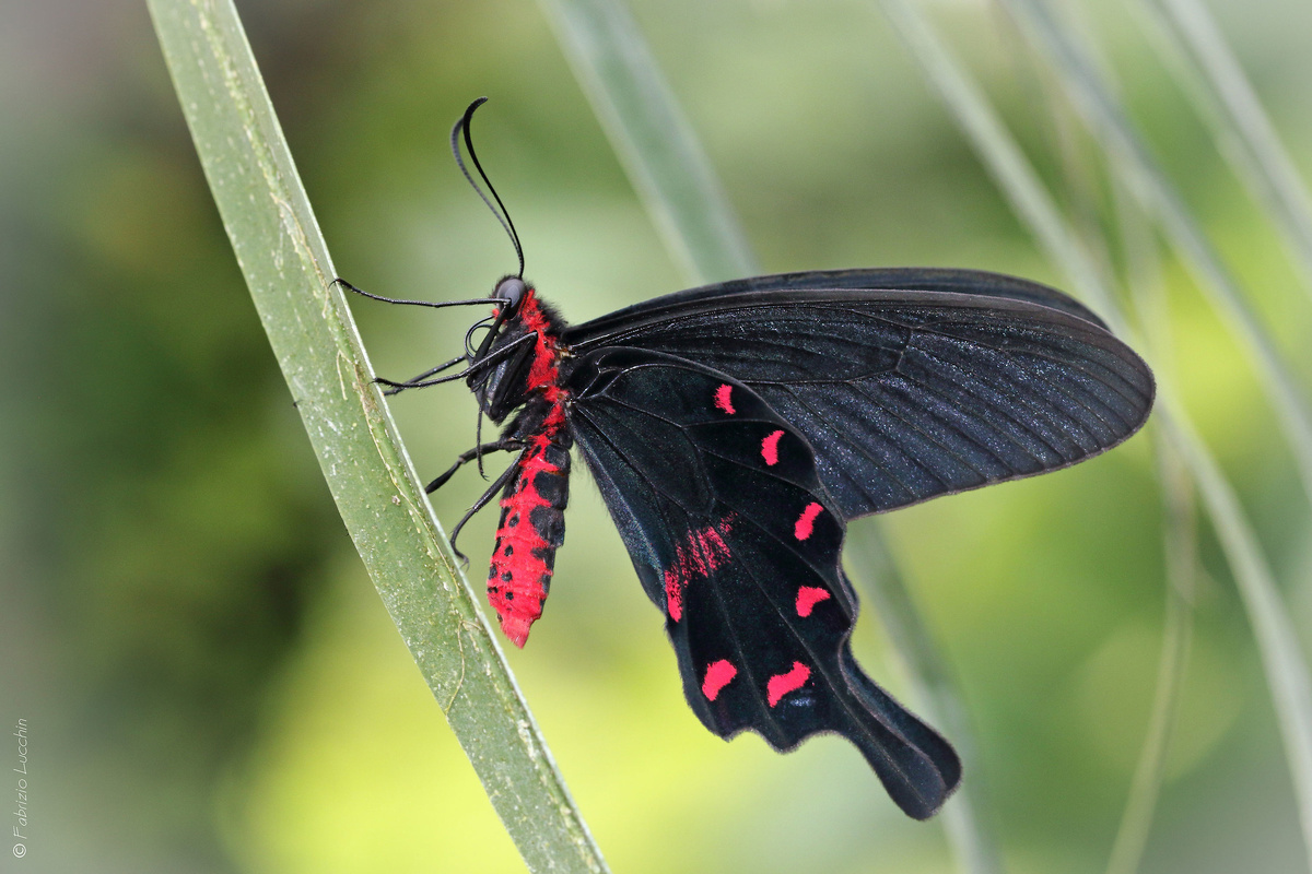 Pachliopta kotzebuea