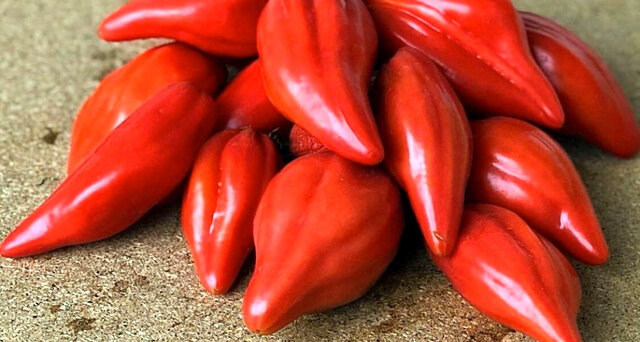 томат калифорнийский тюльпан. томат лампочка розовая. томат розовый тюльпан. томат калифорнийский тюльпан. томат сорт тюльпан розовый.