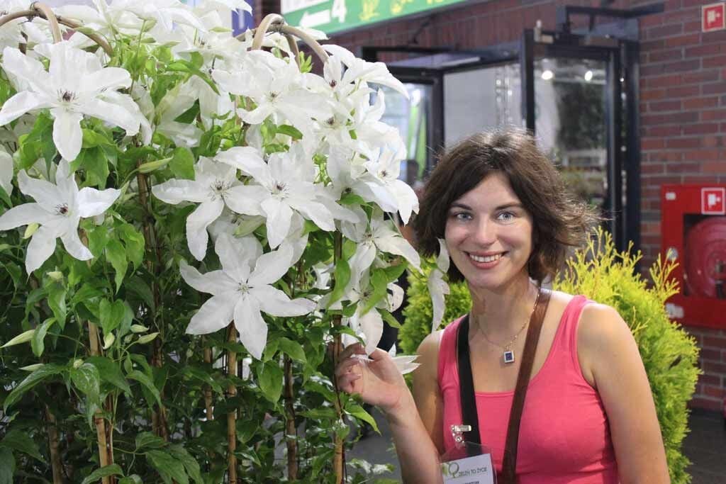 Шикарный белый клематис - Butifol_bride (Бьютифул Брайд) 