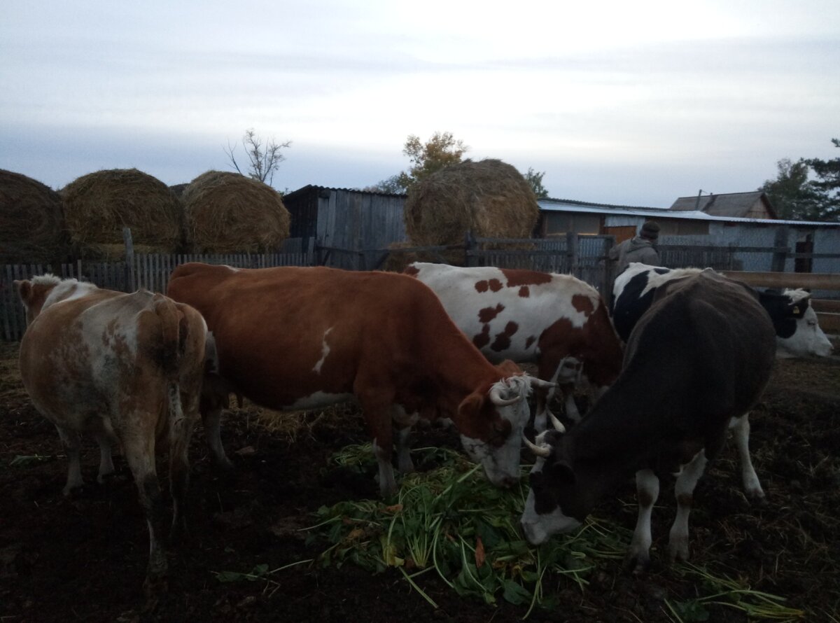 Наши коровки и телочки