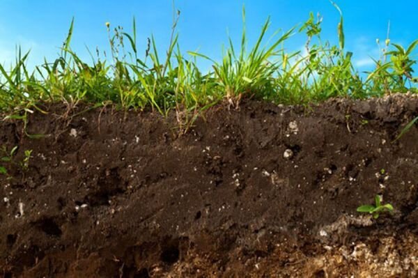 Как определить здоровье почвы на дачном участке: простые способы