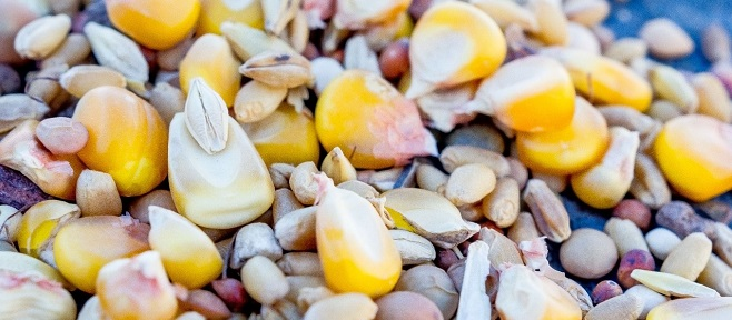 Основной упор в питании — на злаки.