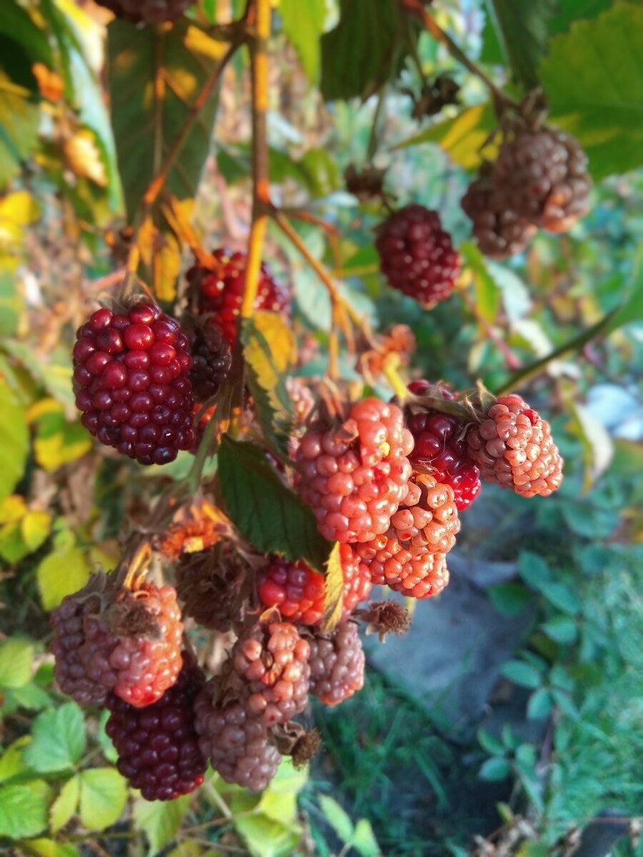 Невызревшая, подмерзшая ежевика