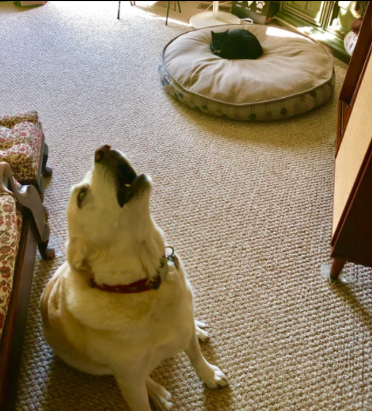 © TrulyDannyDeVito / Reddit