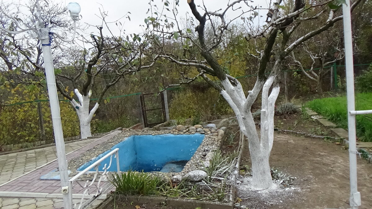 Белю деревья в октябре