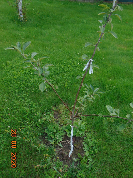 В саду моего соседа