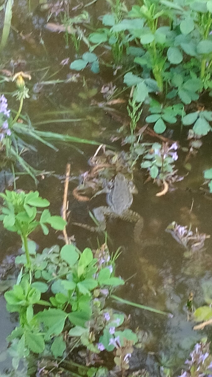 Городские лягушки в мае заливаются любовными песнями