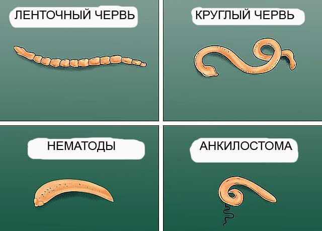 Ветеринарная помощь для кошек | Ветеринарная клиника МегаВет - Челябинск