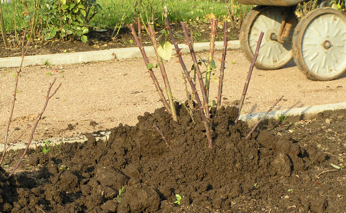 Окученная роза (изображение из интернета)