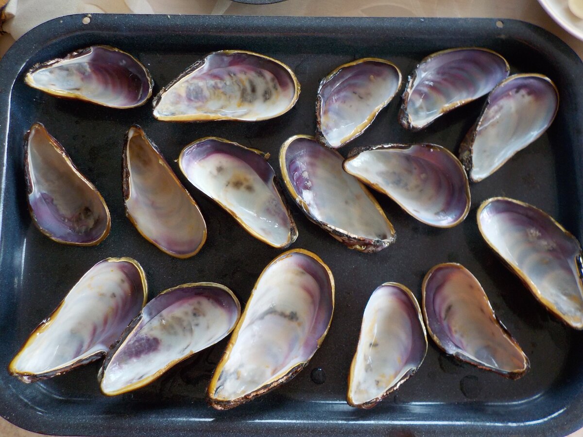 Створки мидий