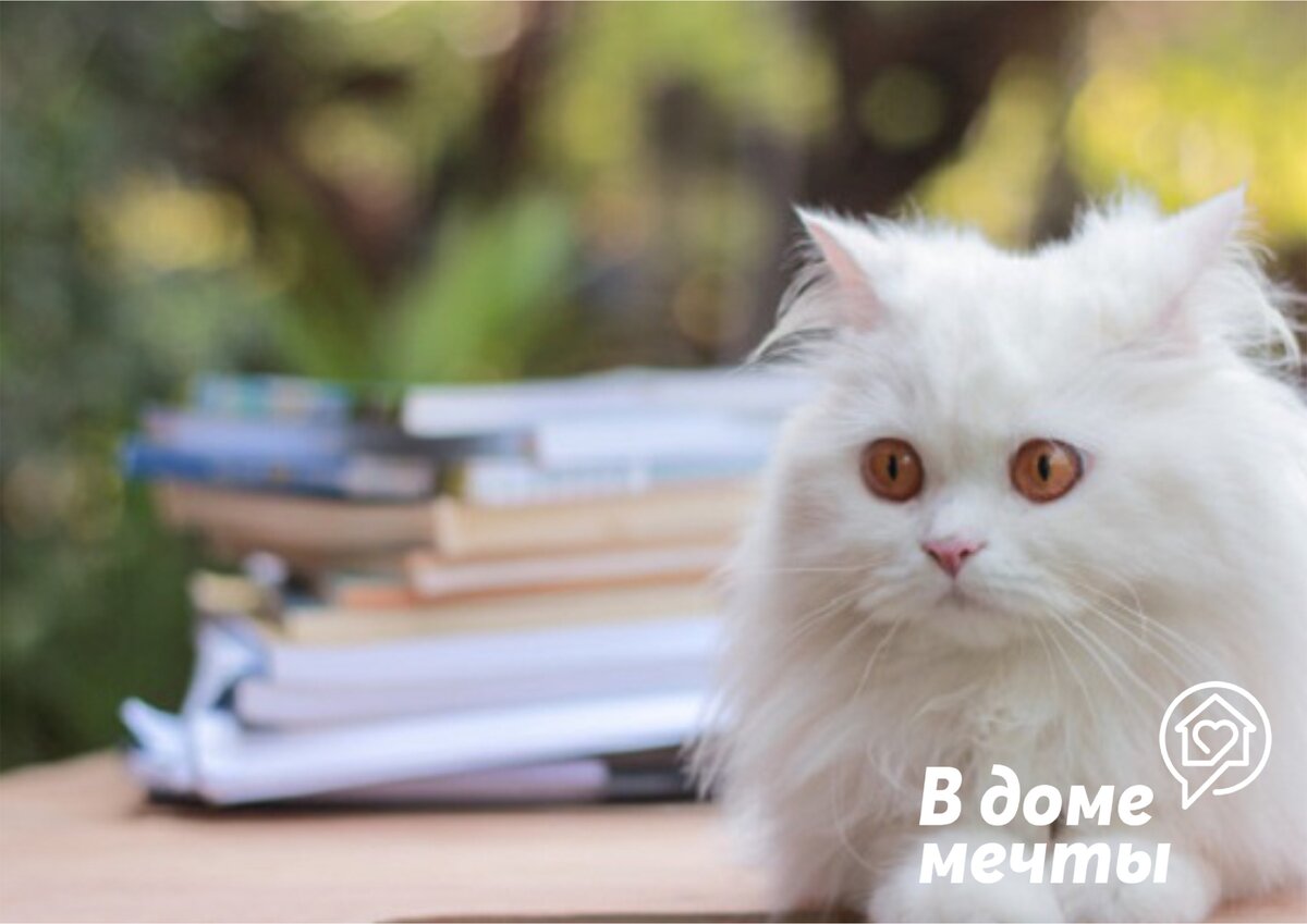 Груминг персидской кошки: уход за шерстью, стрижка и купание персов | Породы кошек | Royal-groom