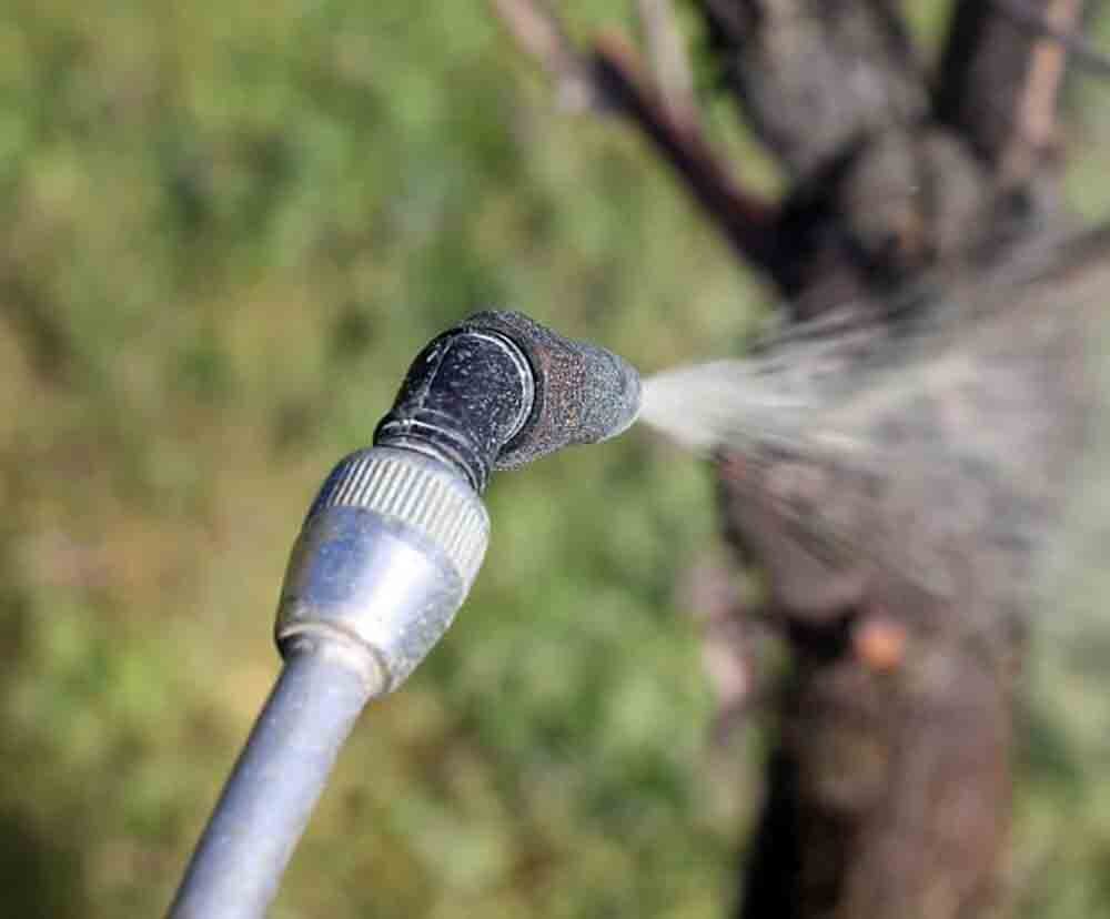 Самое время для обработки винограда осенью - одновременно после обрезки