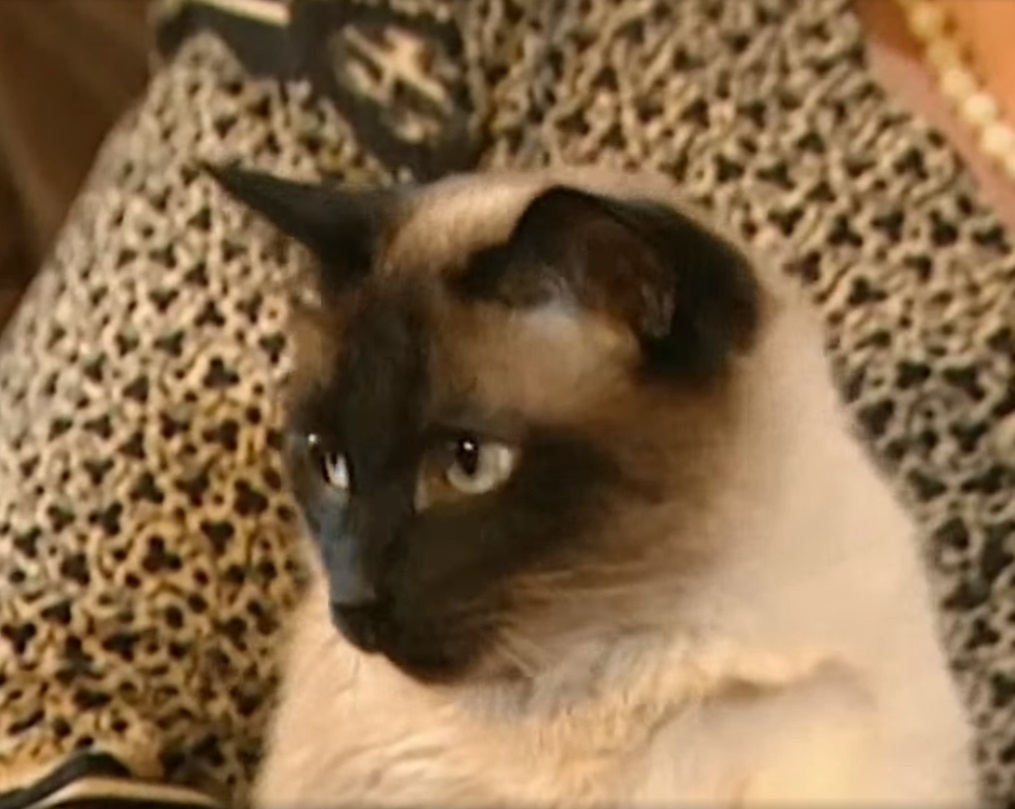 Сиамский кот Фил. Армен Борисович поверял ему свои тайны.