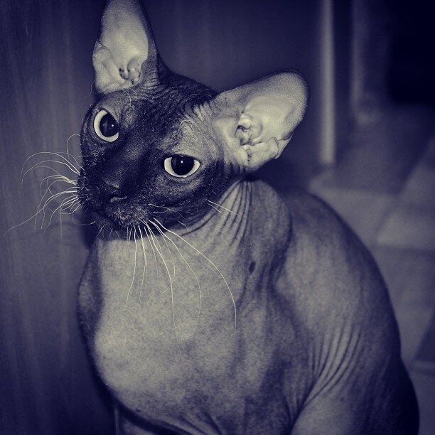 Азербайджанцы зовут пус-пус