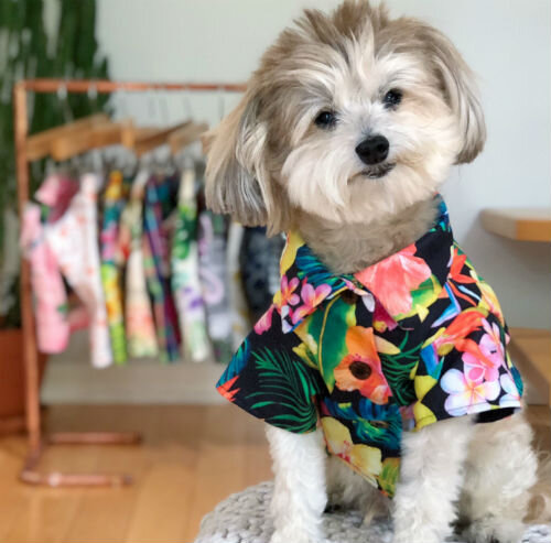 Как правильно выбрать одежду для собаки и в каких случаях одежда необходима
