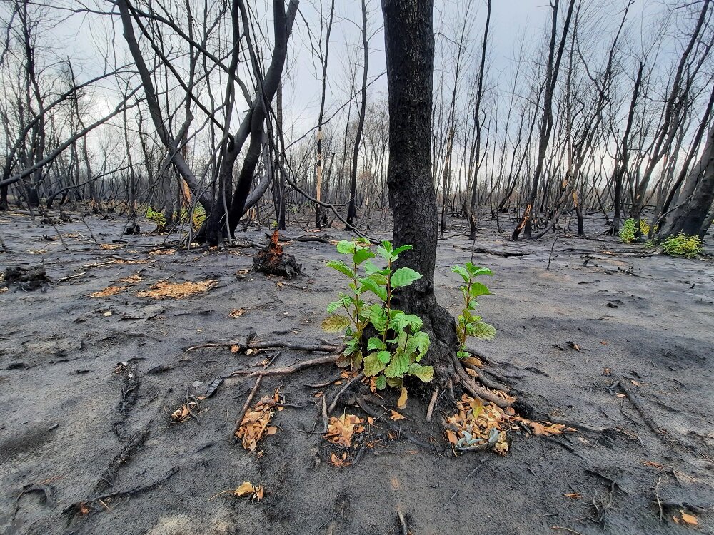 Фото животных после пожара в лесу