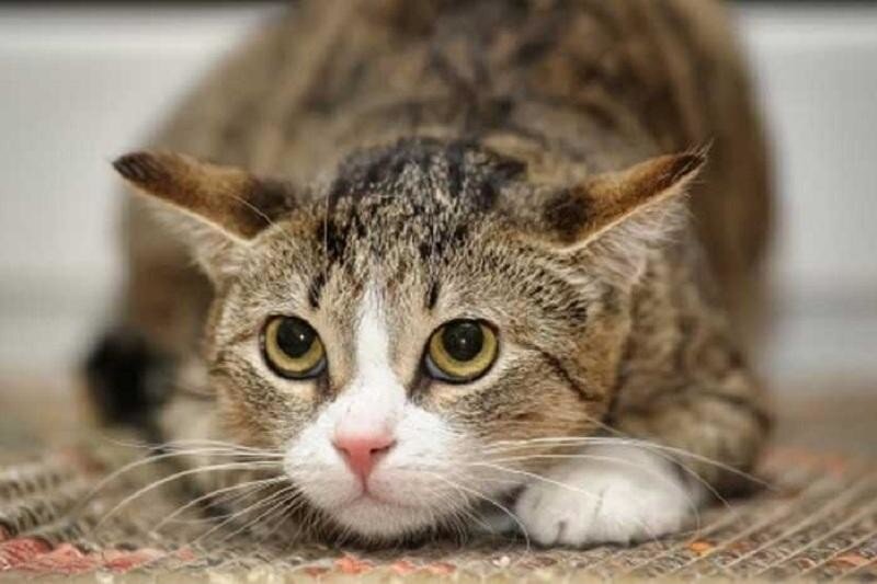 Идиопатический цистит кошек (ИЦК)— это неинфекционное воспалительное заболевание мочевого пузыря кошек, проявляющееся симптомами урологического синдрома кошек.