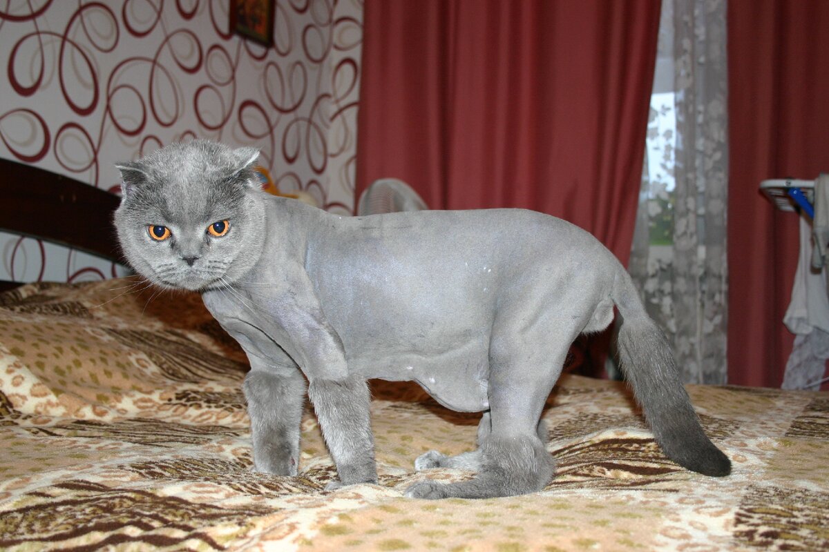 Джек - стрижка британского кота. 2013 год