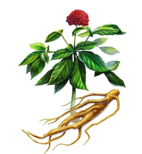 Корень жень-шеня