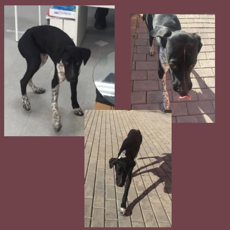 Фото с объявления