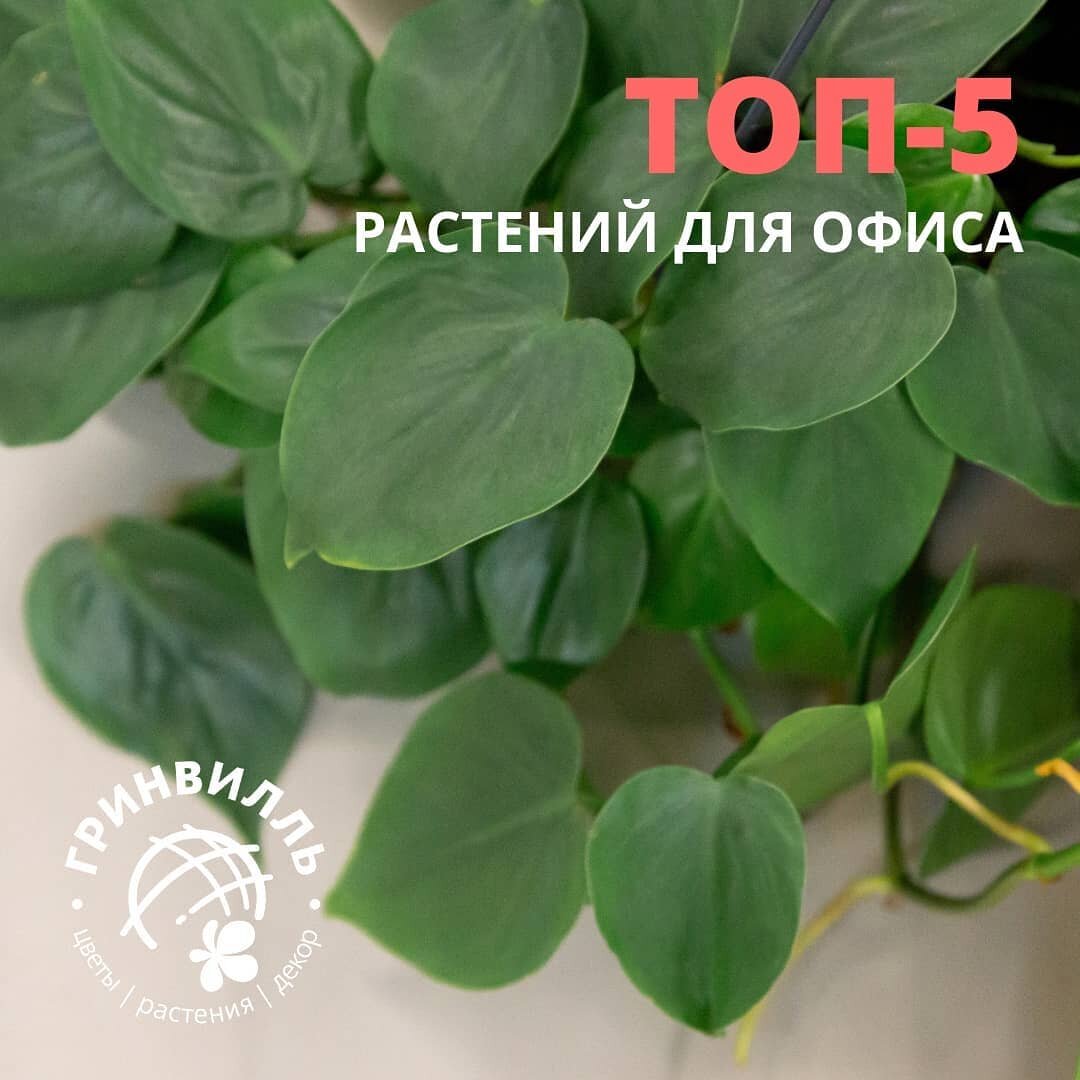 Филодендрон