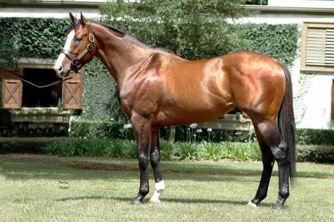 Зелёная обезьяна