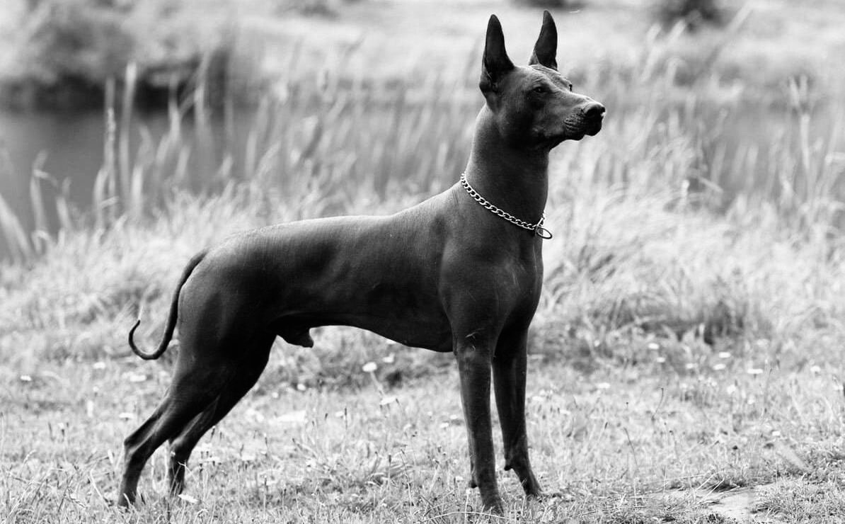 Xoloitzcuintle