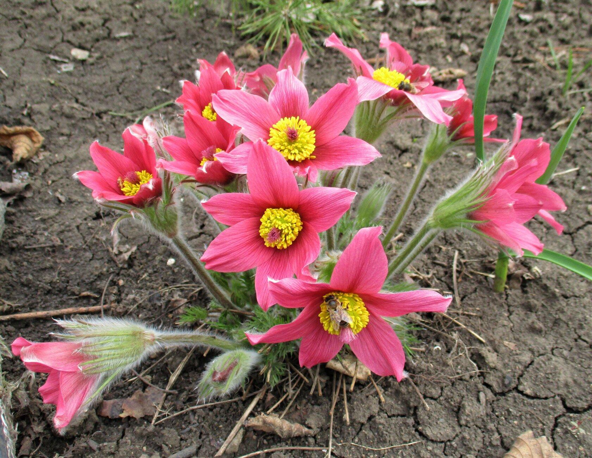 Прострелы /  Пульсатилла  /  Сон  - трава.  А ещё подснежники и анемоны.