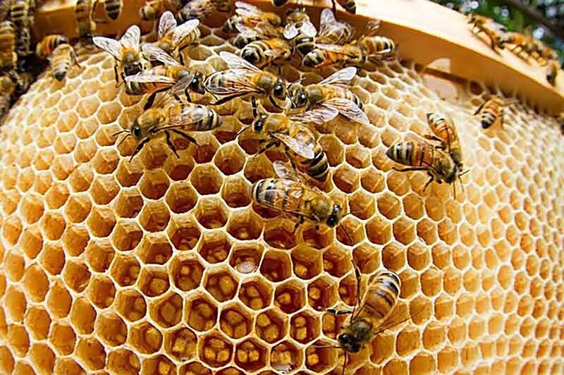  Пчелы выделяют воск и строят соты.