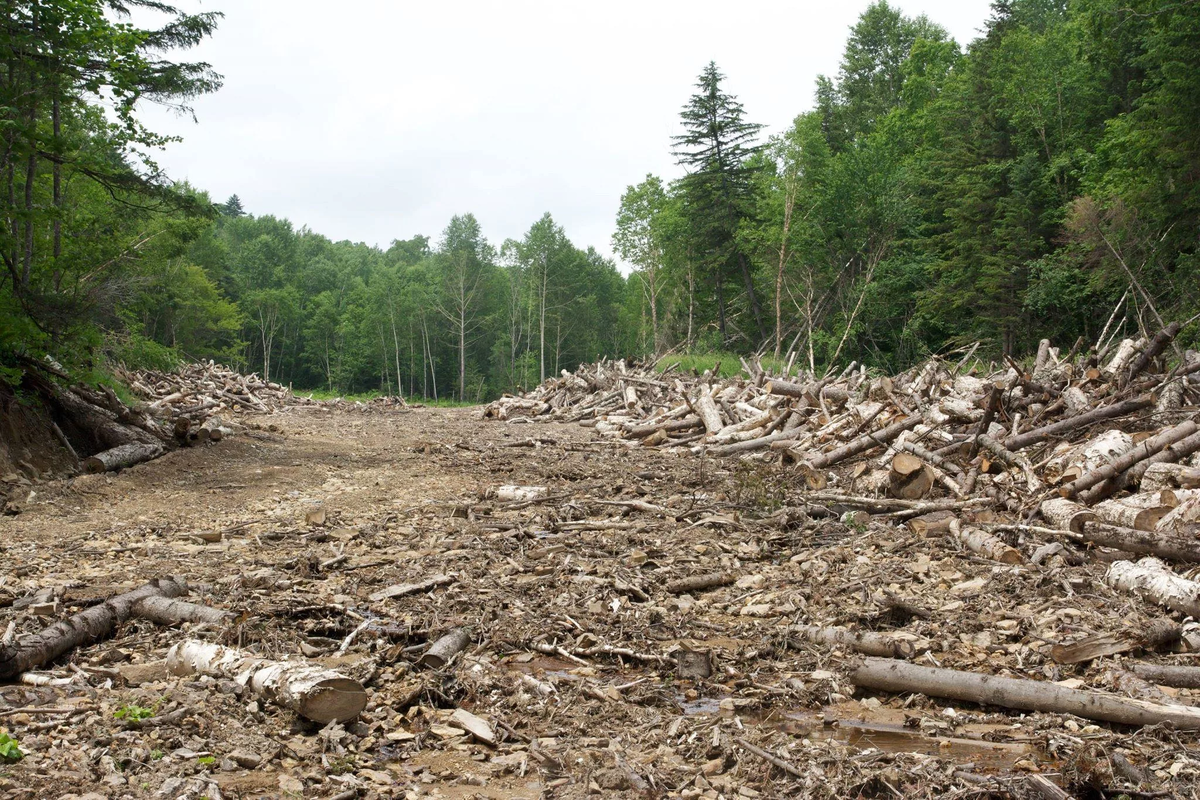 Forest grounded. Уссурийская Тайга. Вырубка широколиственных лесов в России. Экологические проблемы в тайге в тайге в России. Вырубка лесов в России.