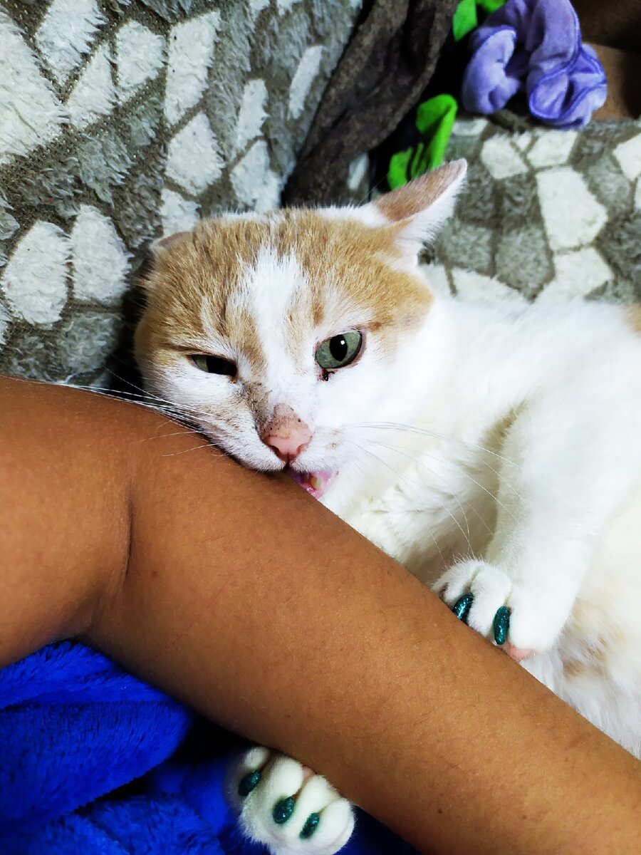 Агрессия кота к хозяевам