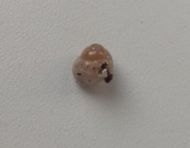 наша первая улиточка