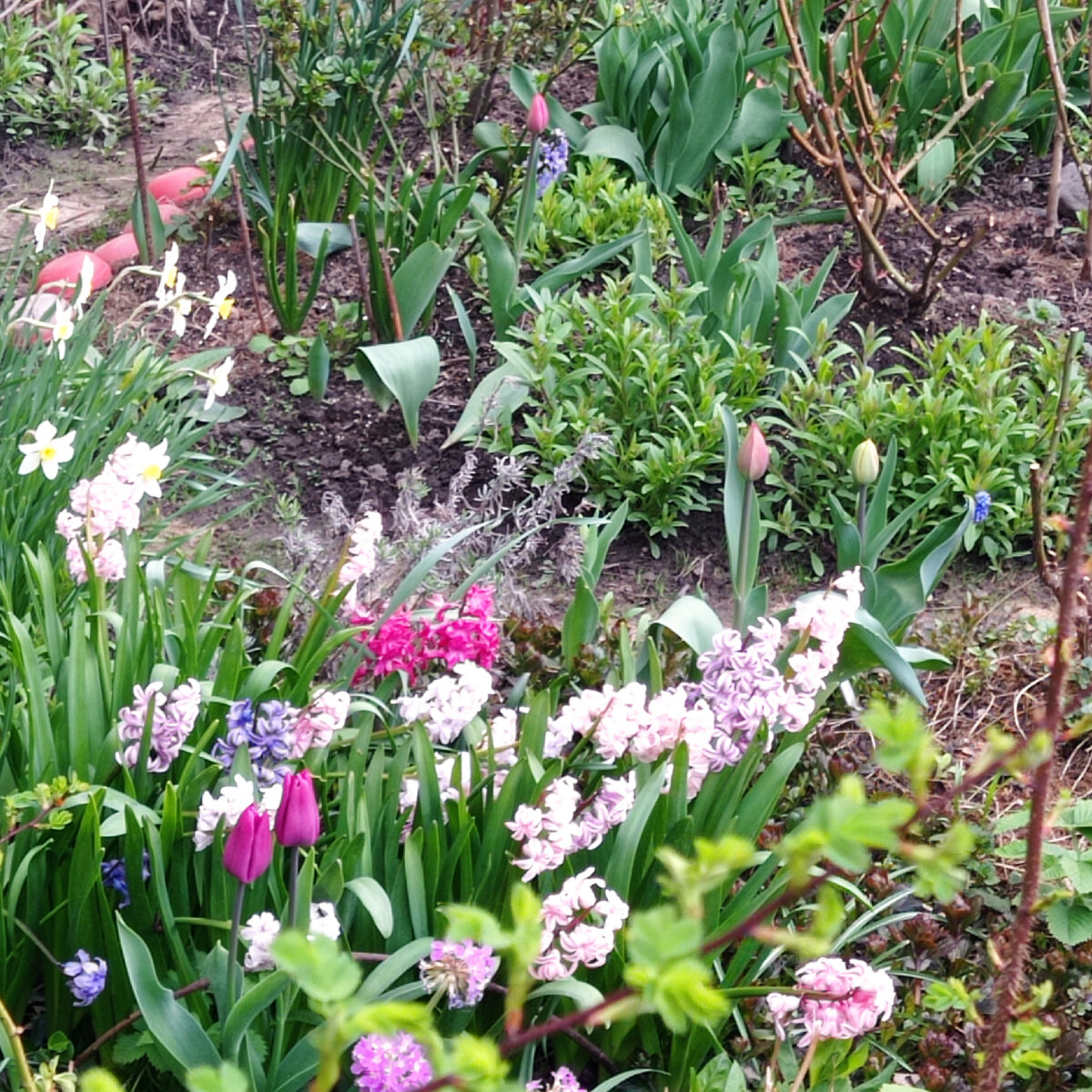 Тюльпаны и гиацинты