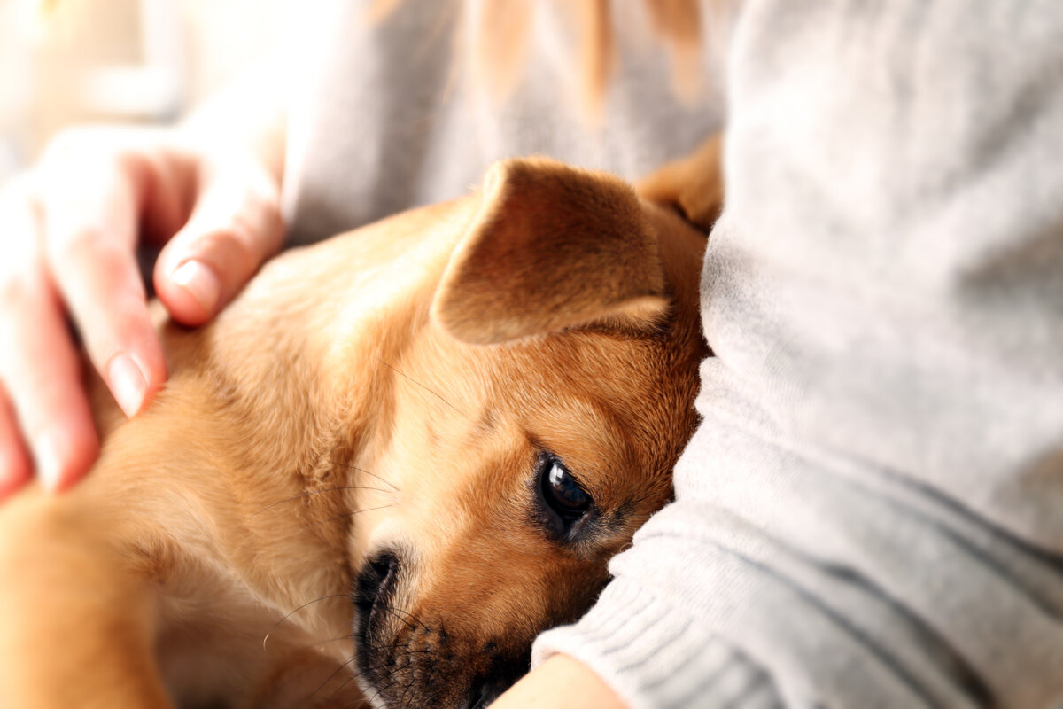 Источник иллюстрации: petzona.ru. "Когда животных бросают, они продолжают ждать своих хозяев, особенно собаки. Они постоянно смотрят на двери и не понимают… Мне их очень жалко." (Марк Смит)