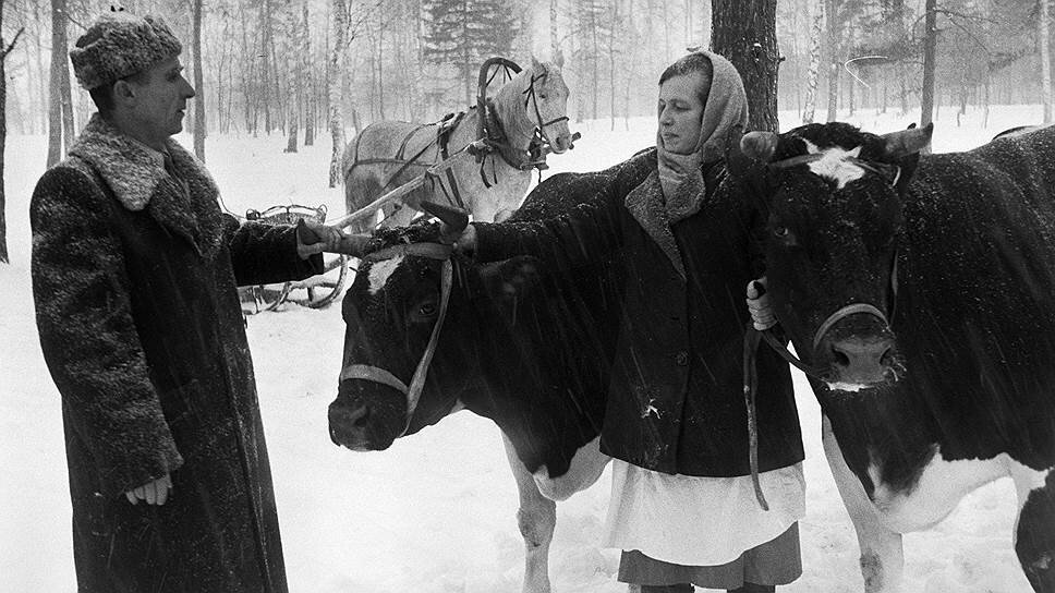 Чтобы в три раза перевыполнить план по мясу, в советские времена одну и ту же корову государству сдавали трижды
