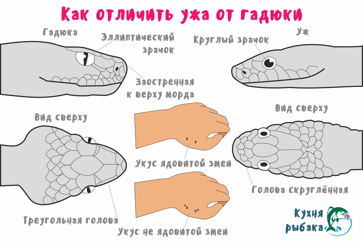 Памятка для защиты от гадюк во время сезона шашлыков и походов: Отличия от ужа, поведение при встрече, действия при укусе6