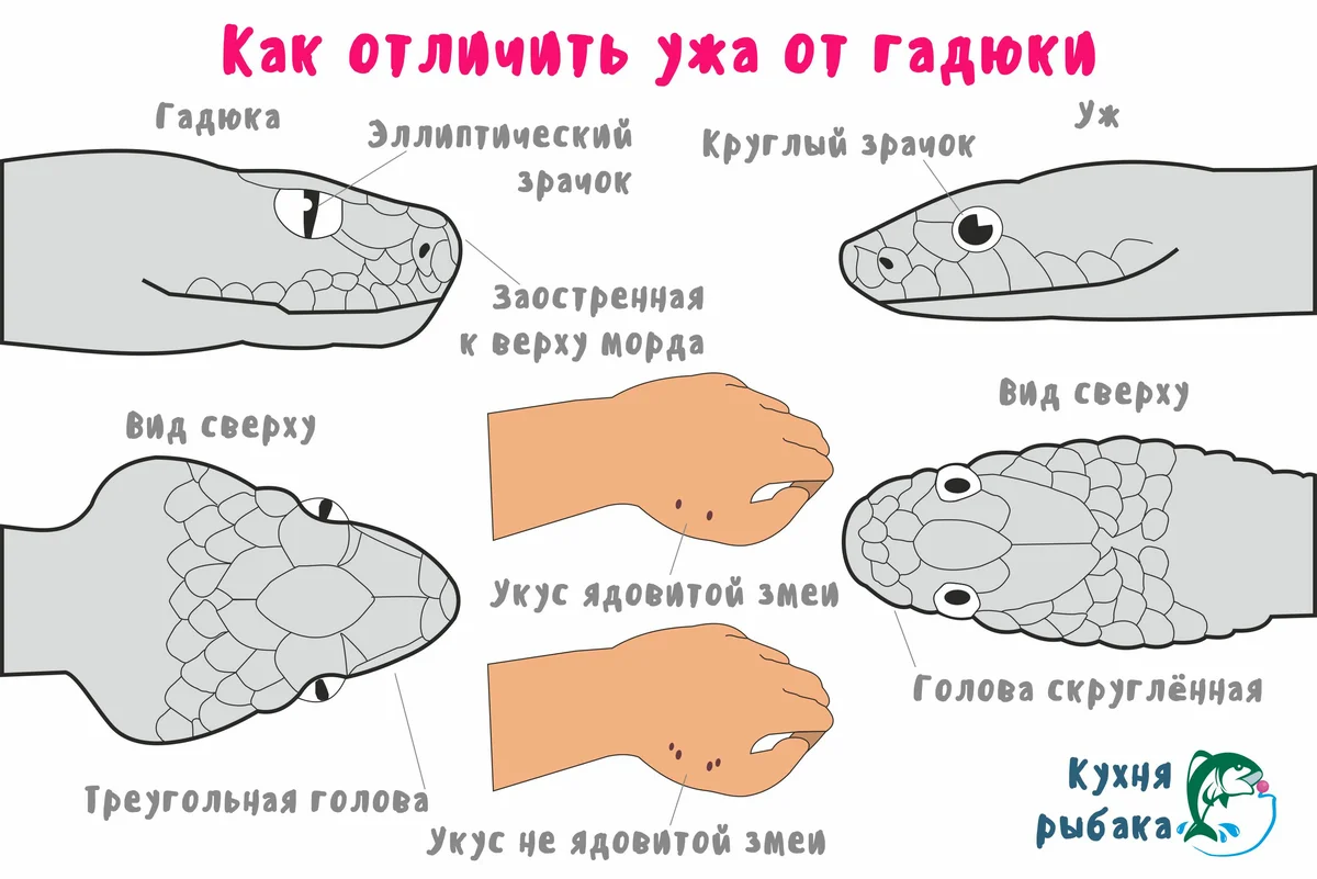 Как отличить ядовитые. Голова гадюки и ужа отличия. Форма головы гадюки и ужа. Форма головы ядовитой змеи. Как отличить укус ядовитой змеи.