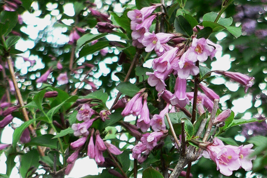 ФОТО «СПб ведомости»