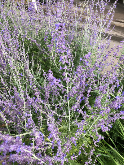 Может сорняки, а может лекарственные травы. Фото А.Троилиной в парке  Горького, в Москве